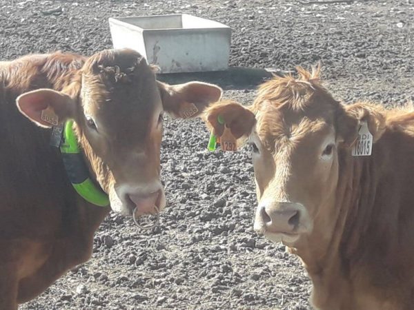 moocall Heat Cows, Collar and Tags